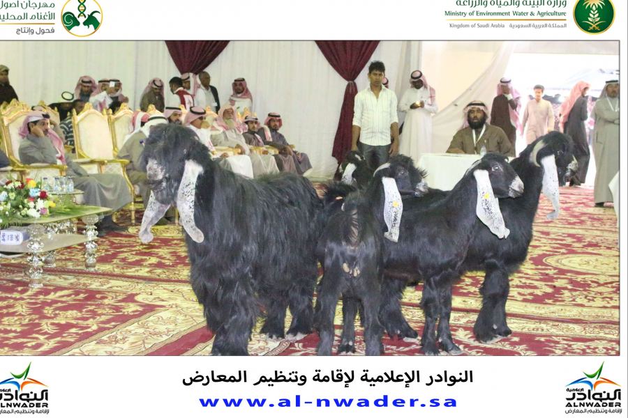 فعاليات مسابقة فحل الجزيرة للماعز العارضي لعام 1438 هجري 2017